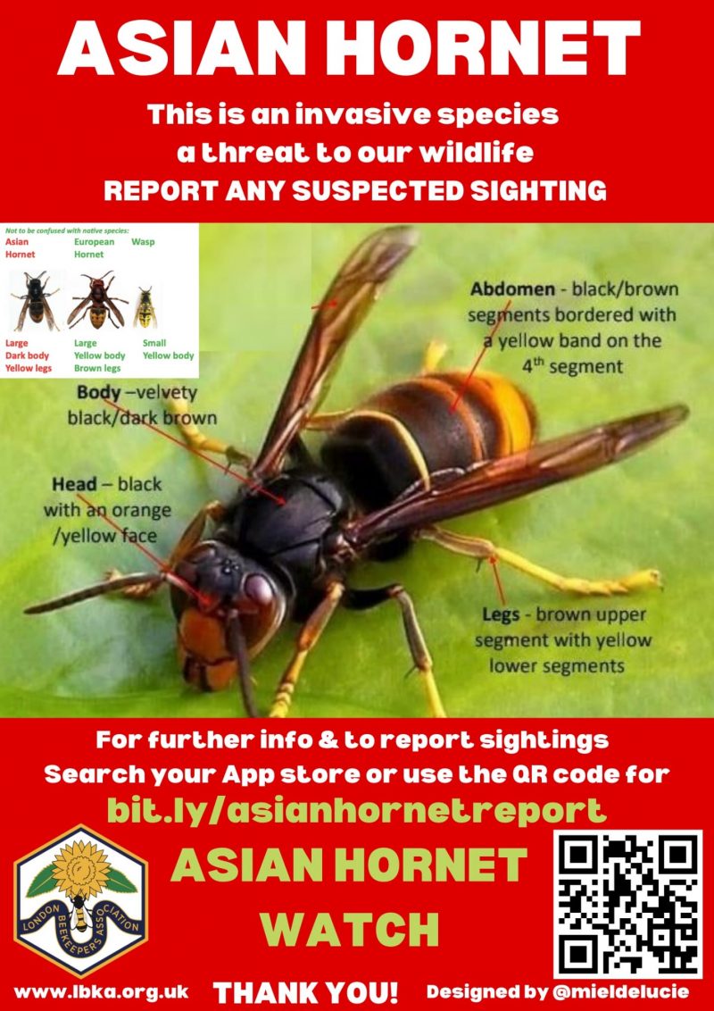 ASIAN HORNET
This is an invasive species
a threat to our wildlife
REPORT ANY SUSPECTED SIGHTING

Not to be confused with native species:
Asian Hornet - Large, Dark body, Yellow legs
European Hornet - Large, Yellow body, Brown legs
Wasp - Small yellow body

Asian Hornet
Body — velvety, black / dark brown
Head — black with orange / yellow face
Abdomen - black/brown segments bordered with yellow band on the 4th segment
Legs - brown upper segment with yellow lower segments

For further info & to report sightings
Search your App store or use the QR code for bit.ly/asianhornetreport
ASIAN HORNET WATCH

www.lbka.org.uk
THANK YOU!
Designed by @mieldelucie